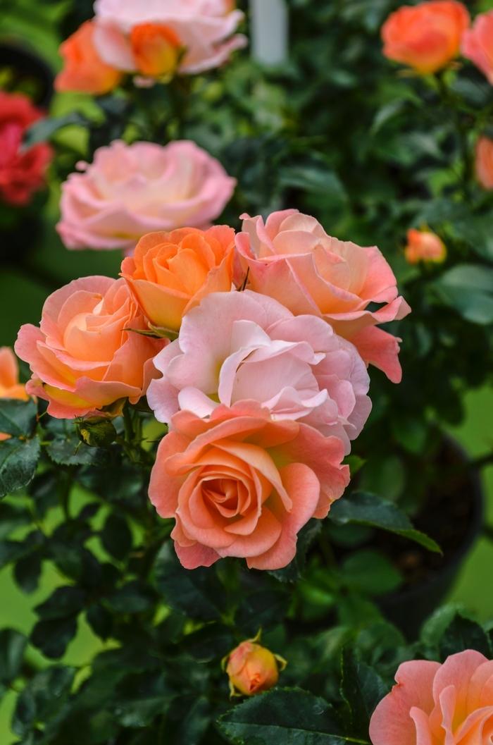Rosa Peach Drift®