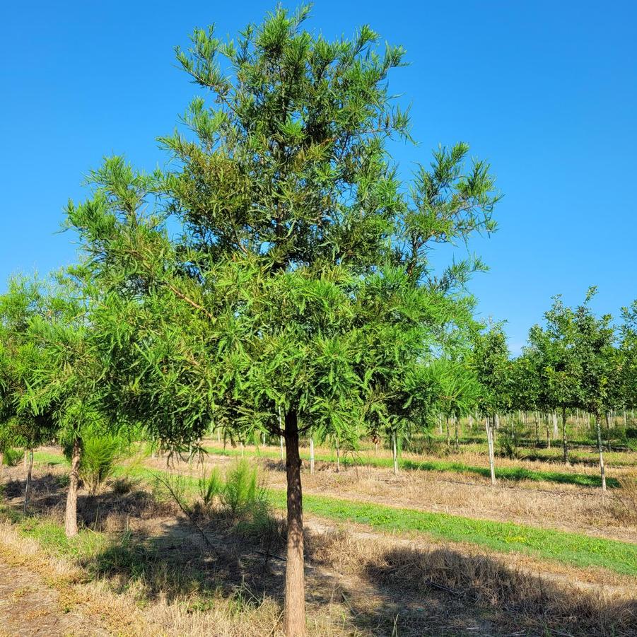 Taxodium distichum - Bald Cypress from Jericho Farms