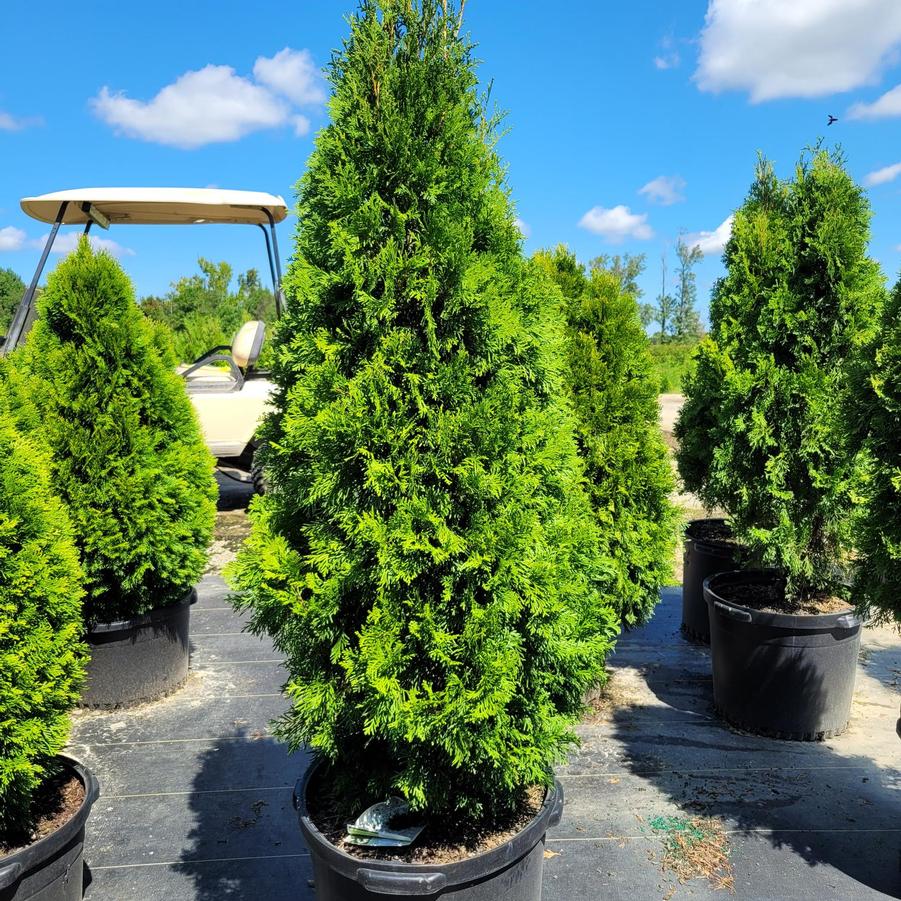 Thuja occidentalis 'North PoleĀ®' - Arborvitae from Jericho Farms