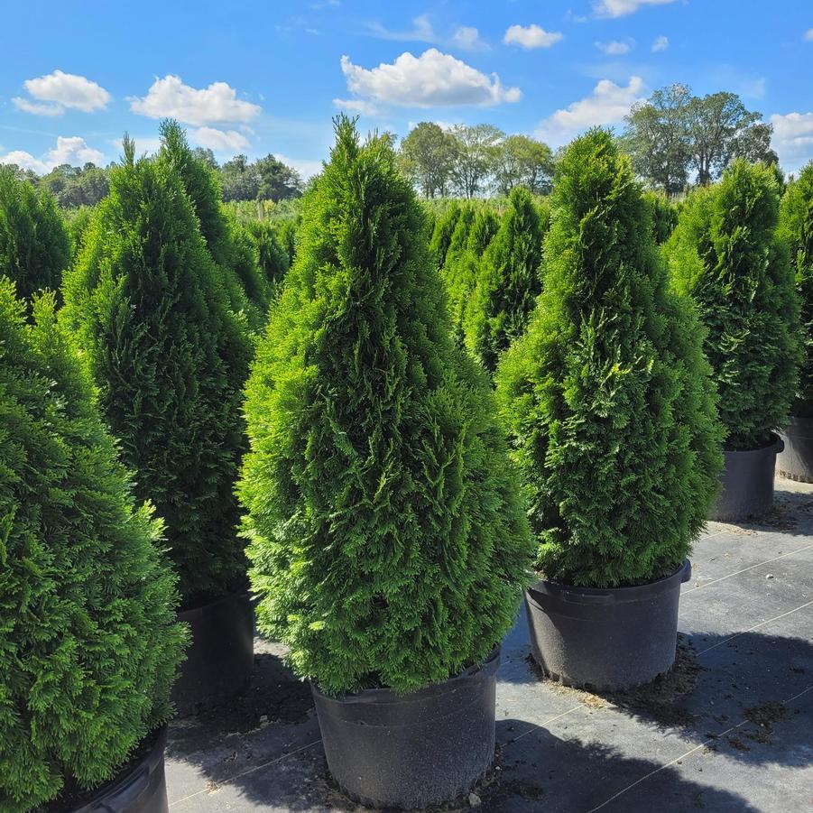 Thuja occidentalis 'Emerald' - Arborvitae from Jericho Farms