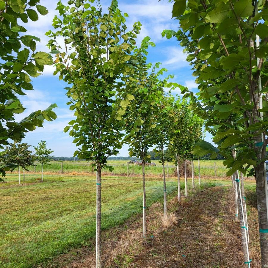 Ulmus americana 'Princeton' - American Elm from Jericho Farms