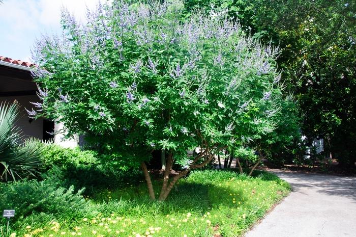 Vitex agnus-castus Shoal Creek