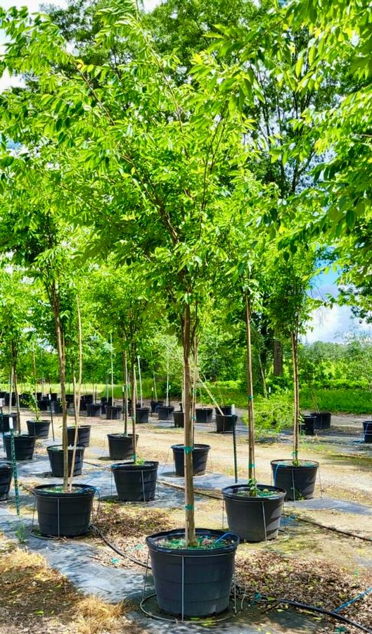 Zelkova serrata 'Musashino' - Zelkova from Jericho Farms