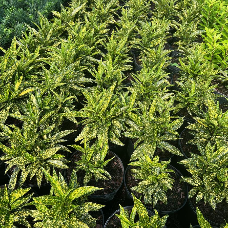 Aucuba japonica 'Gold Dust' - Gold Dust Aucuba from Jericho Farms