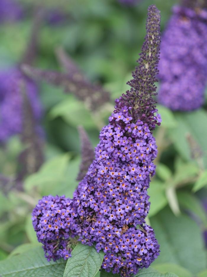 Buddleia Pugster Blue® 