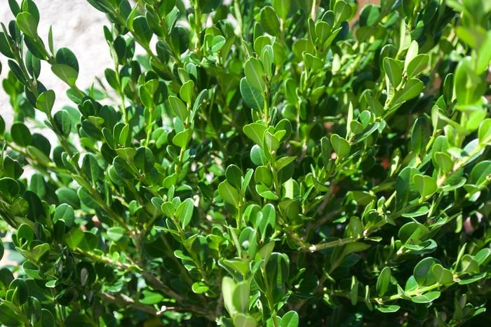 Buxus microphylla japonica Winter Gem