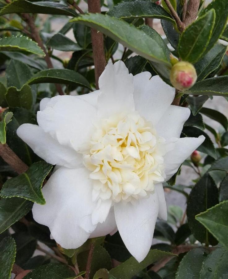 Camellia Ice Angels® 'Winter's Snowman' - Camellia from Jericho Farms