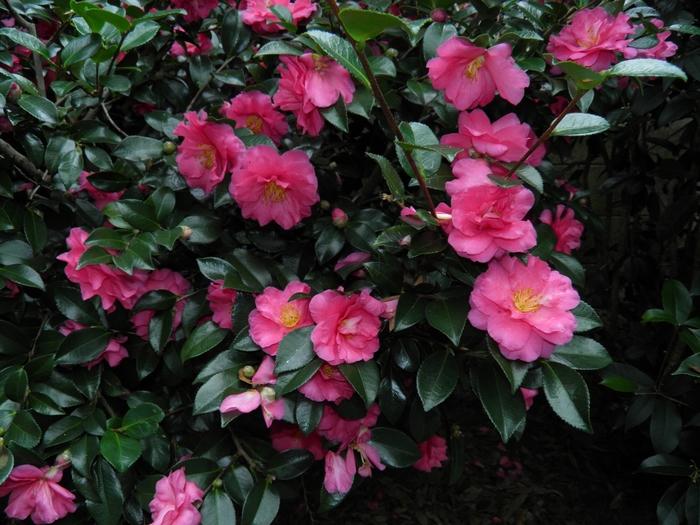 Camellia Shishi-Gashira