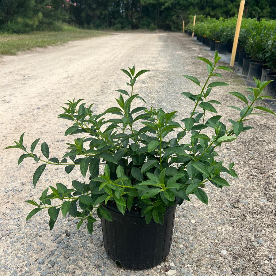 Forsythia x intermedia 'Lynwood' - Forsythia from Jericho Farms