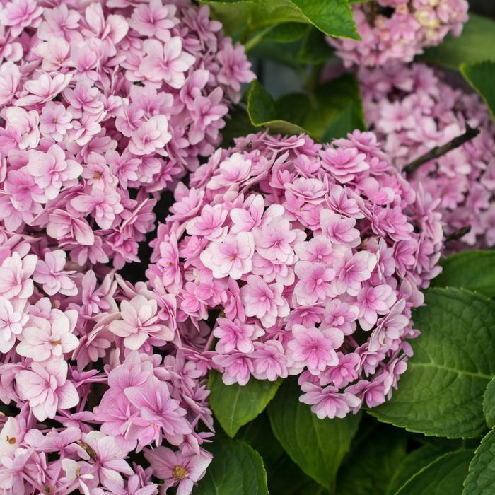 Hydrangea macrophylla Double Down®