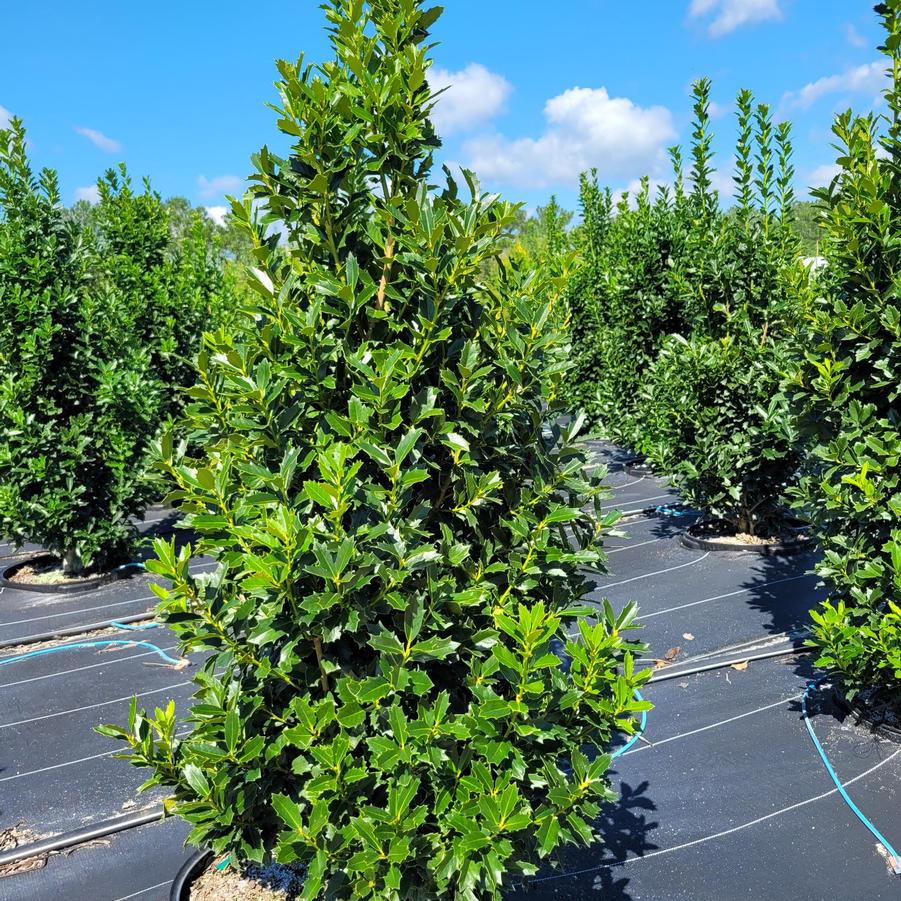 Ilex 'Oakland™' - Holly from Jericho Farms