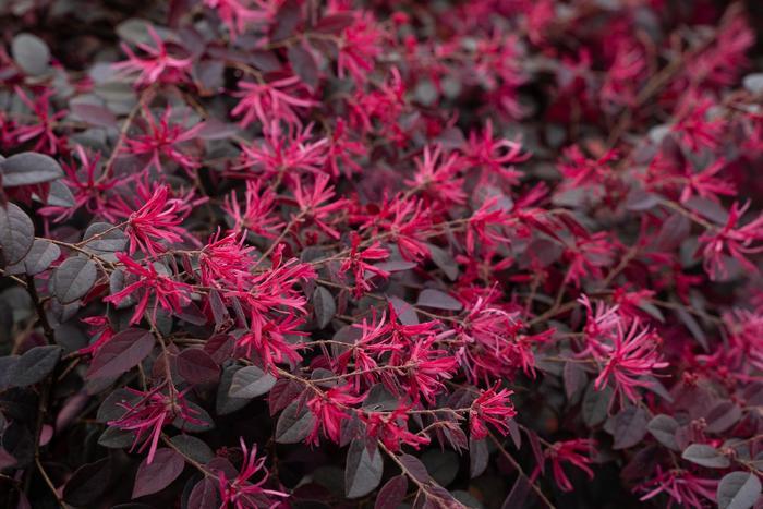 Loropetalum chinense Cerise Charm