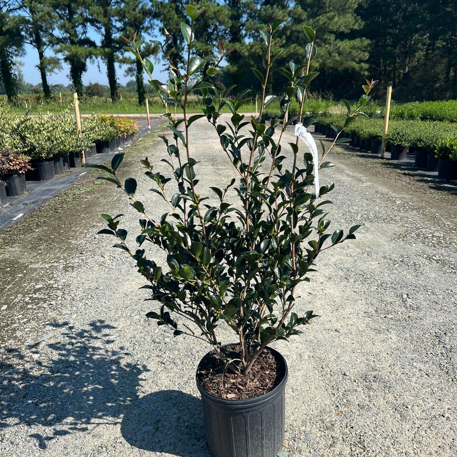 Camellia sasanqua 'Setsugekka' - Camellia from Jericho Farms