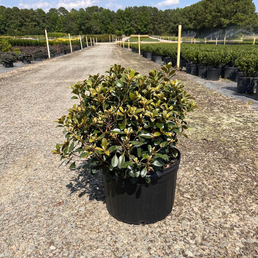 Rhaphiolepis x delacourii 'Snowcap®' - Indian Hawthorn from Jericho Farms