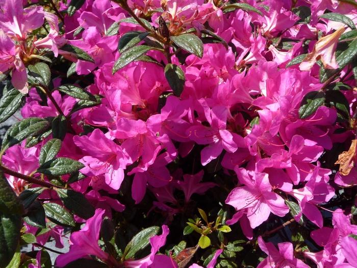 Rhododendron Encore® Autumn Amethyst®