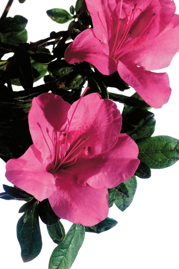 Rhododendron Encore® Autumn Carnival®