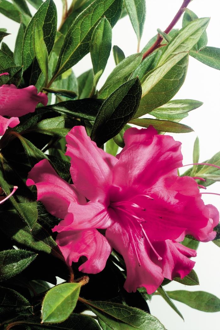 Rhododendron Encore® Autumn Sundance™