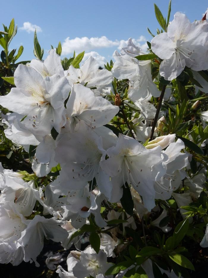 Rhododendron Mrs. G.G. Gerbing