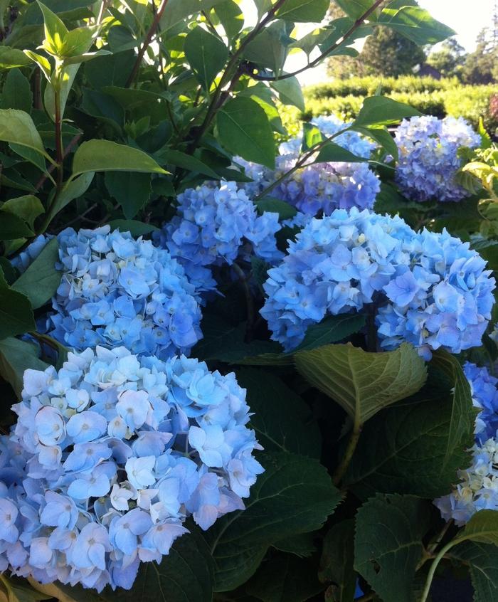 Hydrangea macrophylla Endless Summer® 