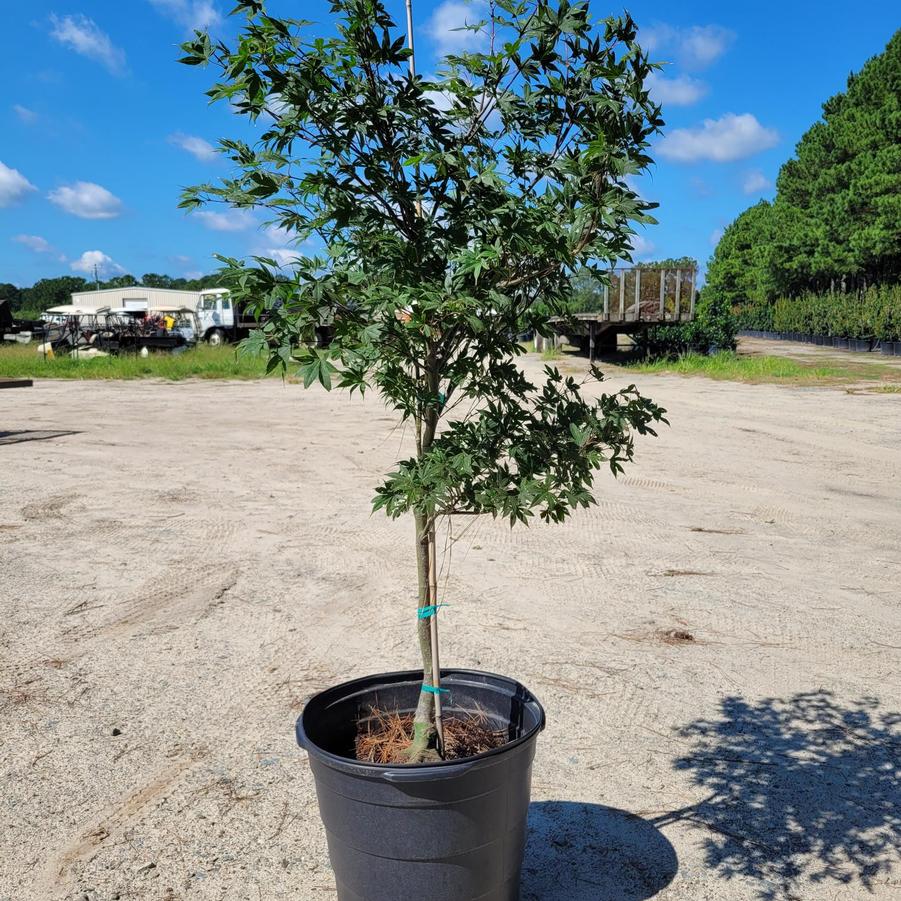 Acer palmatum 'Emperor 1®' - Japanese Maple from Jericho Farms