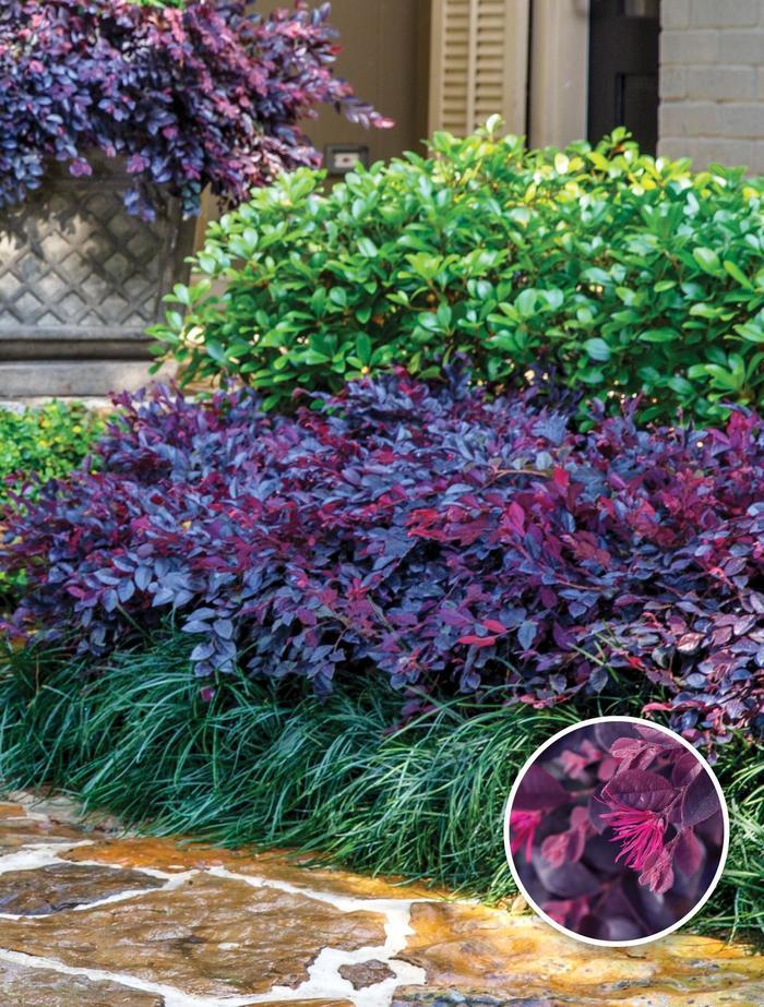 Loropetalum chinense Purple Daydream®