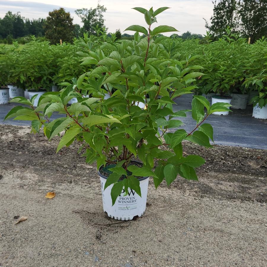 Cornus stolonifera 'Arctic FireĀ® Red' - Red-Osier Dogwood from Jericho Farms