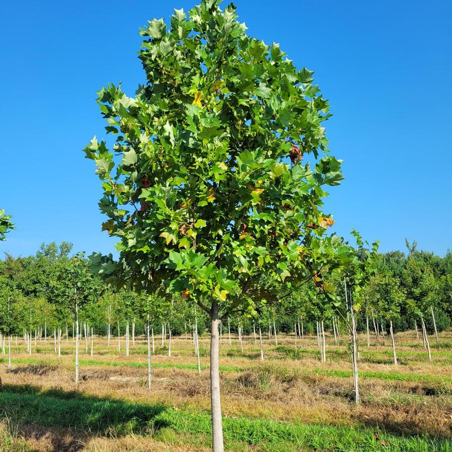 Liriodendron tulipfera - Tulip Poplar from Jericho Farms