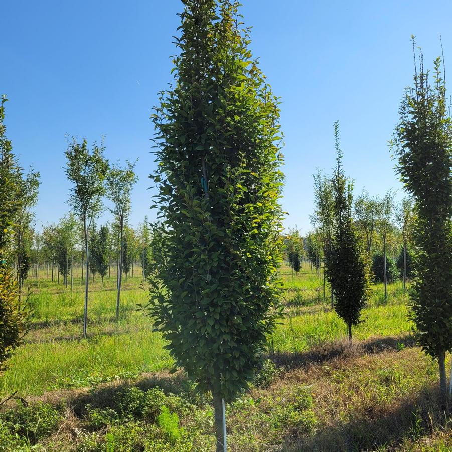 Carpinus betulus 'Fastigiata' - Common Hornbeam from Jericho Farms