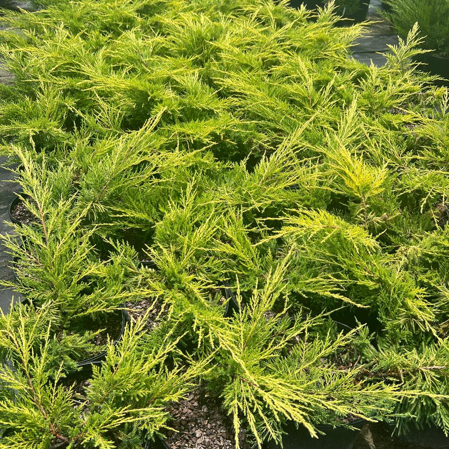 Juniperus chinensis 'Gold Lace' - from Jericho Farms