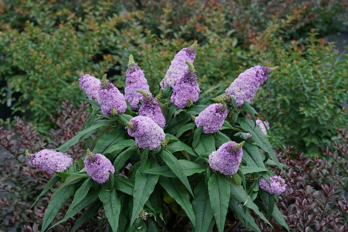 Buddleia Pugster® Amethyst