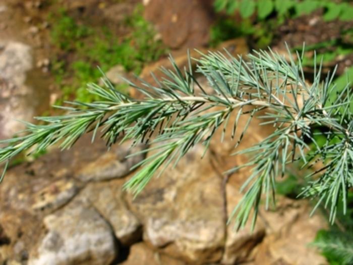 Cedrus deodara 