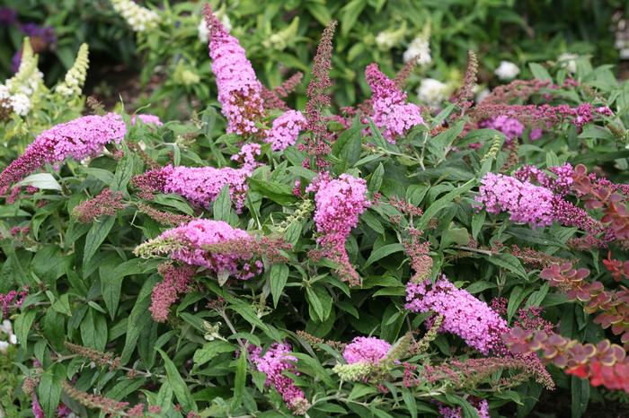 Buddleia Pugster Pink®