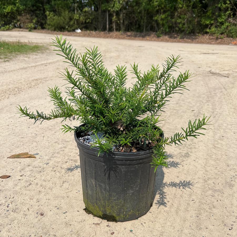 Cephalotaxus harringtonia 'Duke Gardens' - Japanese Plum Yew from Jericho Farms