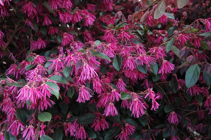 Loropetalum chinense f. rubrum Zhuzhou Fuchsia