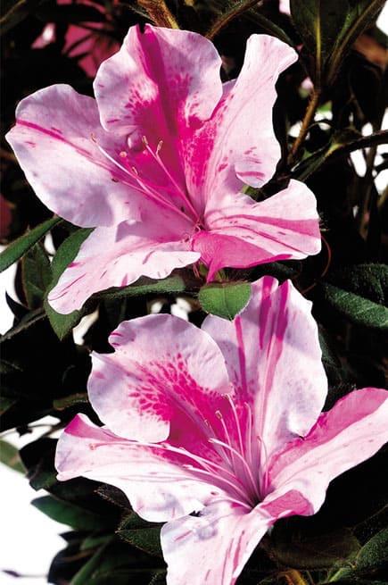 Rhododendron 'Conlep' - Encore® Autumn Twist® Reblooming Azalea