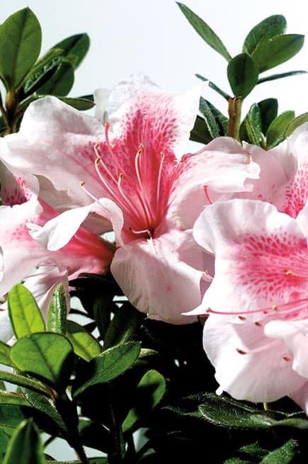 Rhododendron Robled 'Encore®Autumn Chiffon ™Reblooming Azalea'
