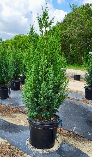Juniperus 'J.N. Select Blue Star Power' 'Juniper' - from Jericho Farms