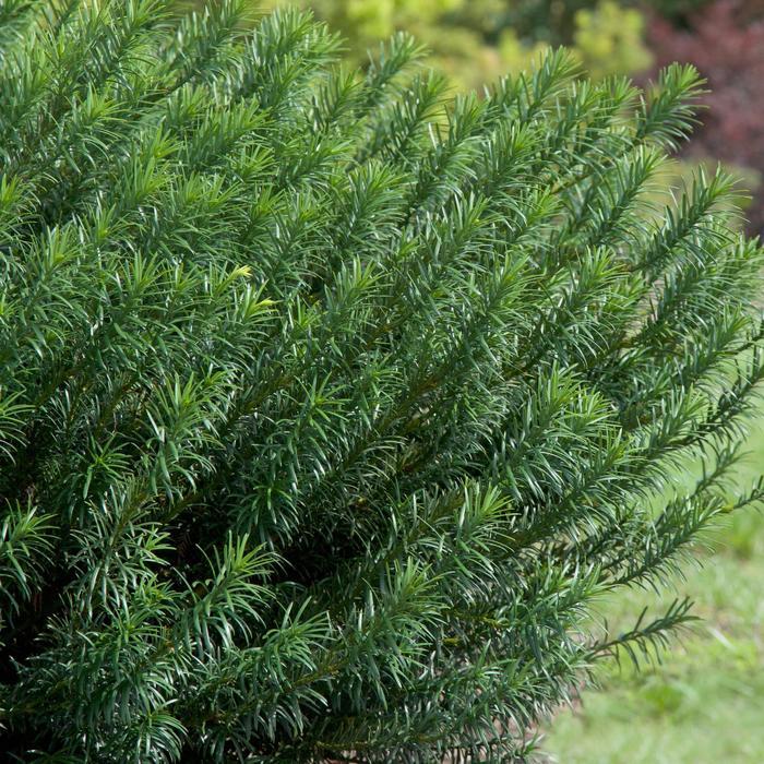 Cephalotaxus harringtonia Yewtopia™