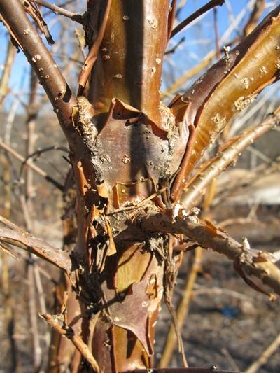 Chionanthus retusus