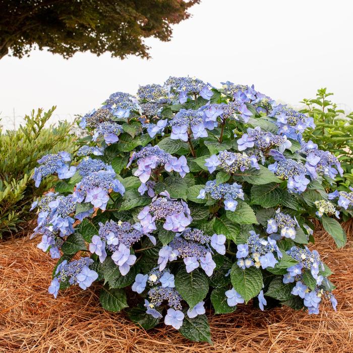 Hydrangea macrophylla Pop Star®