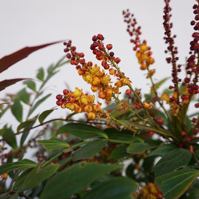 Mahonia Groovy Glow™