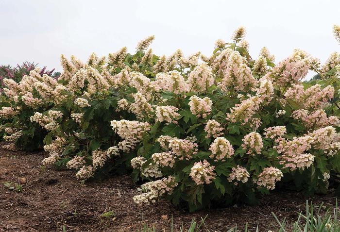 Hydrangea quercifolia Li'l Annie Oakleaf™