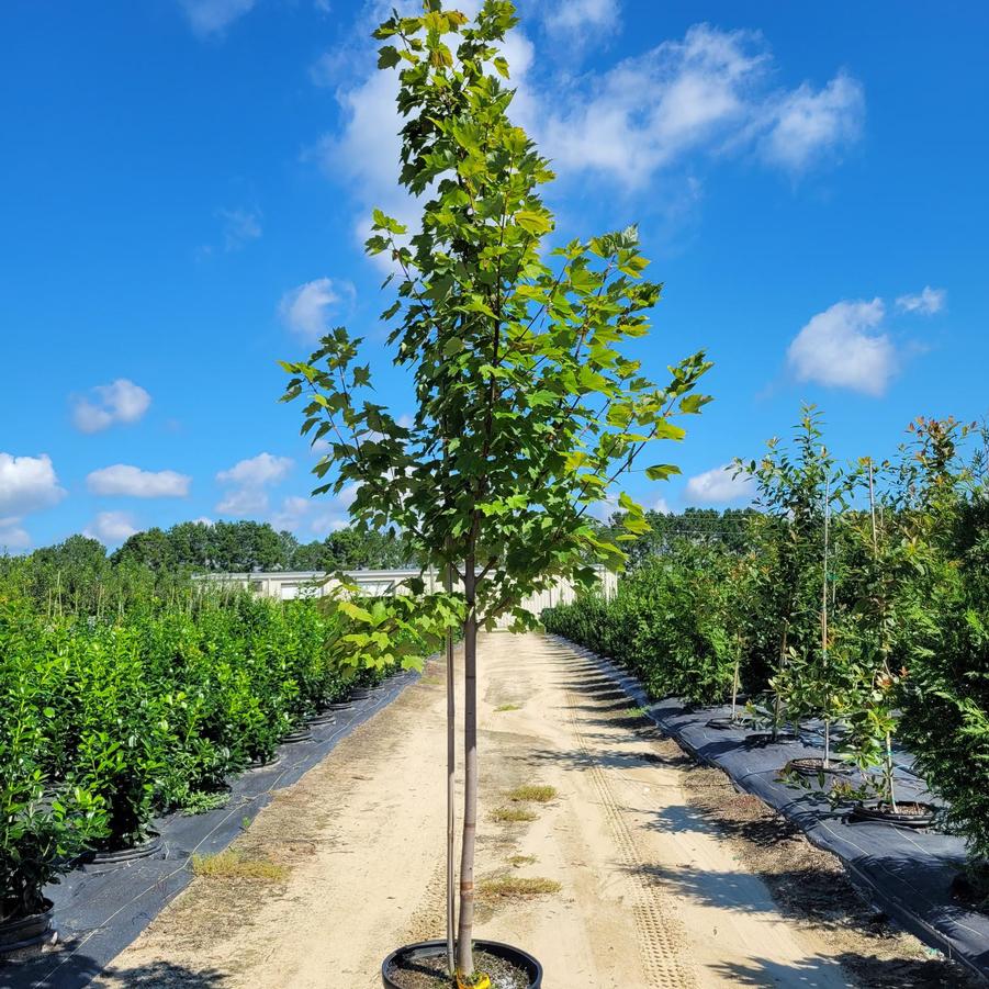 Acer rubrum 'Brandywine' - Red Maple from Jericho Farms