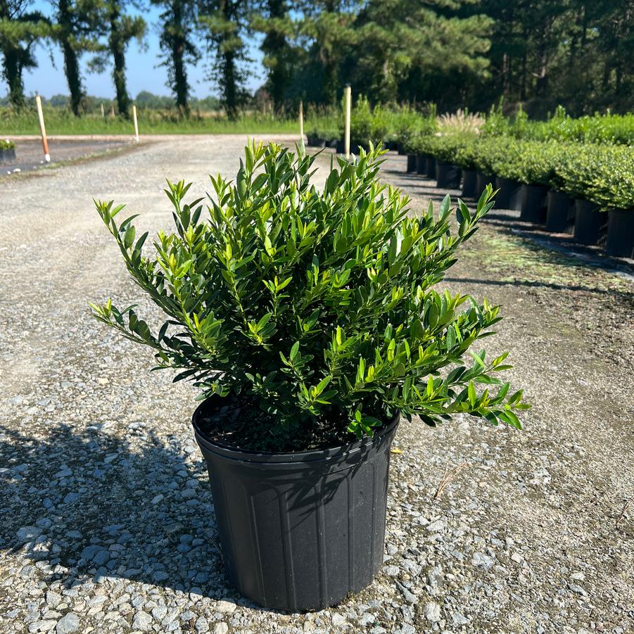 Ilex crenata 'Hoogendorn' - Holly from Jericho Farms