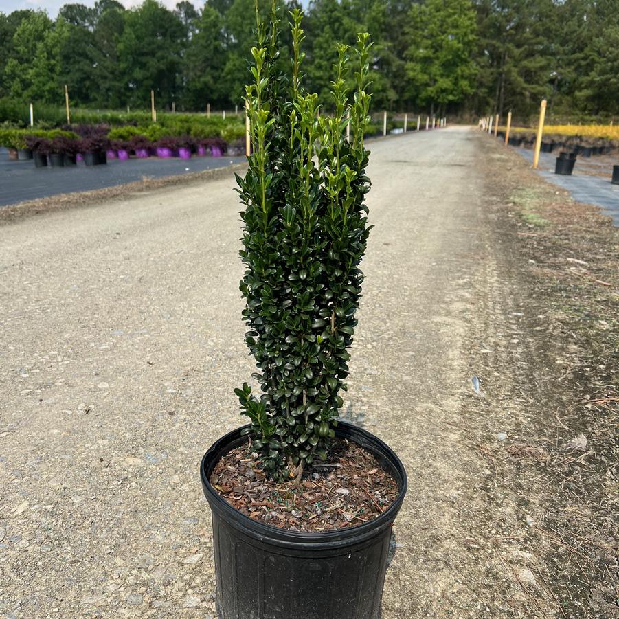 Ilex crenata 'Sky Pencil' - Japanese Holly from Jericho Farms