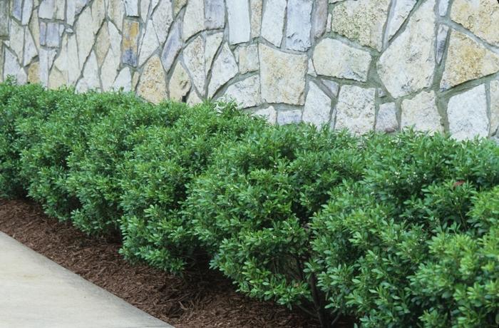 Ilex crenata 'Soft Touch' - Compact Japanese Holly from Jericho Farms