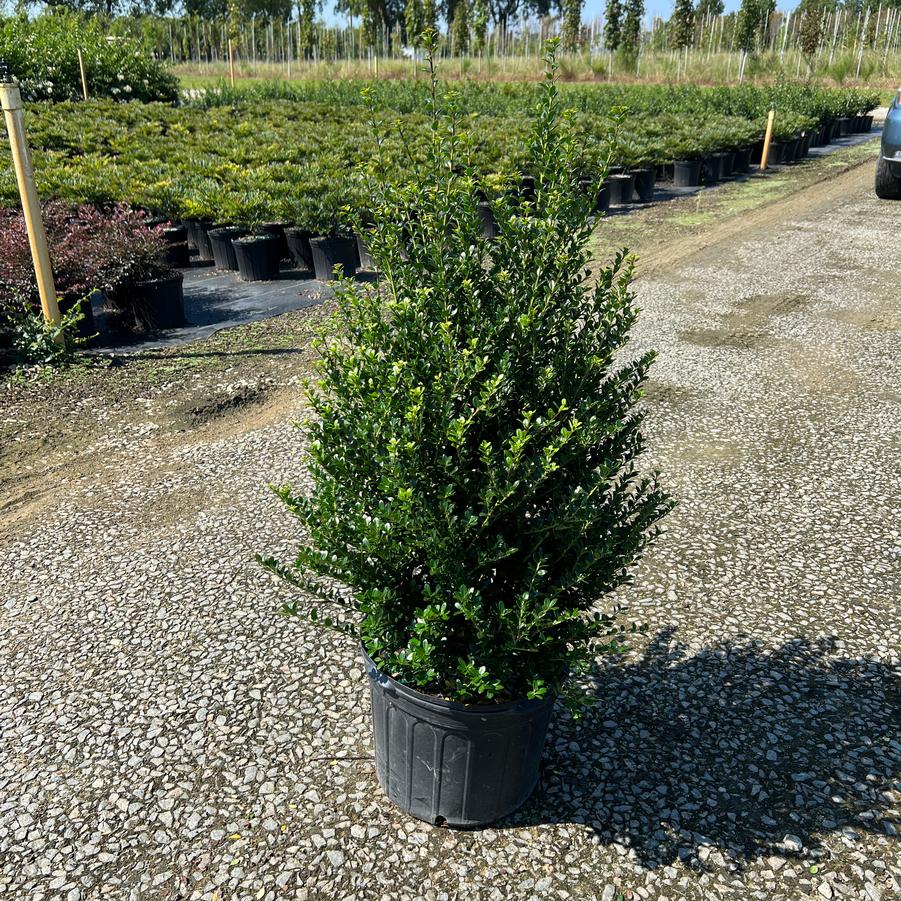 Ilex crenata 'Steeds' - Japanese Holly from Jericho Farms