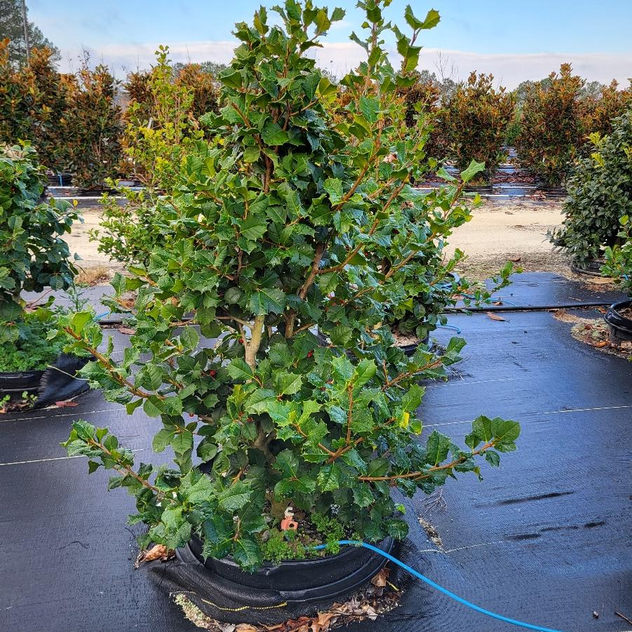 Ilex opaca 'Satyr Hill' - American Holly from Jericho Farms