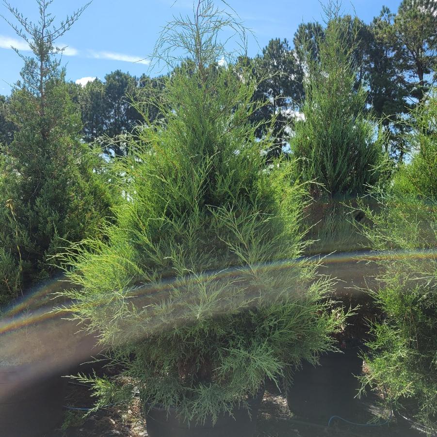 Juniperus virginiana - Eastern Red Cedar from Jericho Farms