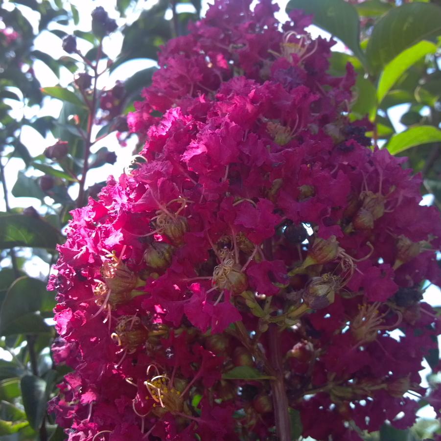 Lagerstroemia indica x fauriei 'Arapaho' - Crape Myrtle from Jericho Farms